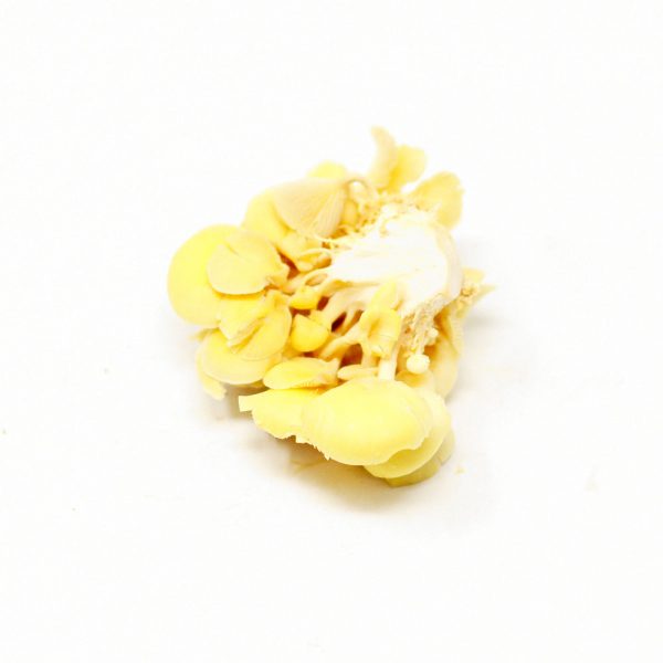 Yellow-Oyster-Mushroom