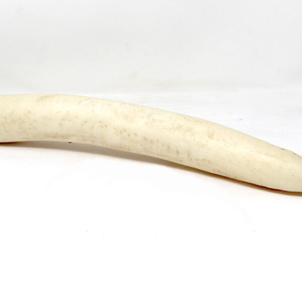 Mouli---White-Radish